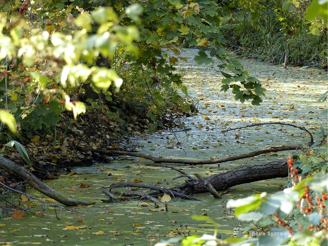 Im Vorgarten von Arkadien No13, 2018/2019