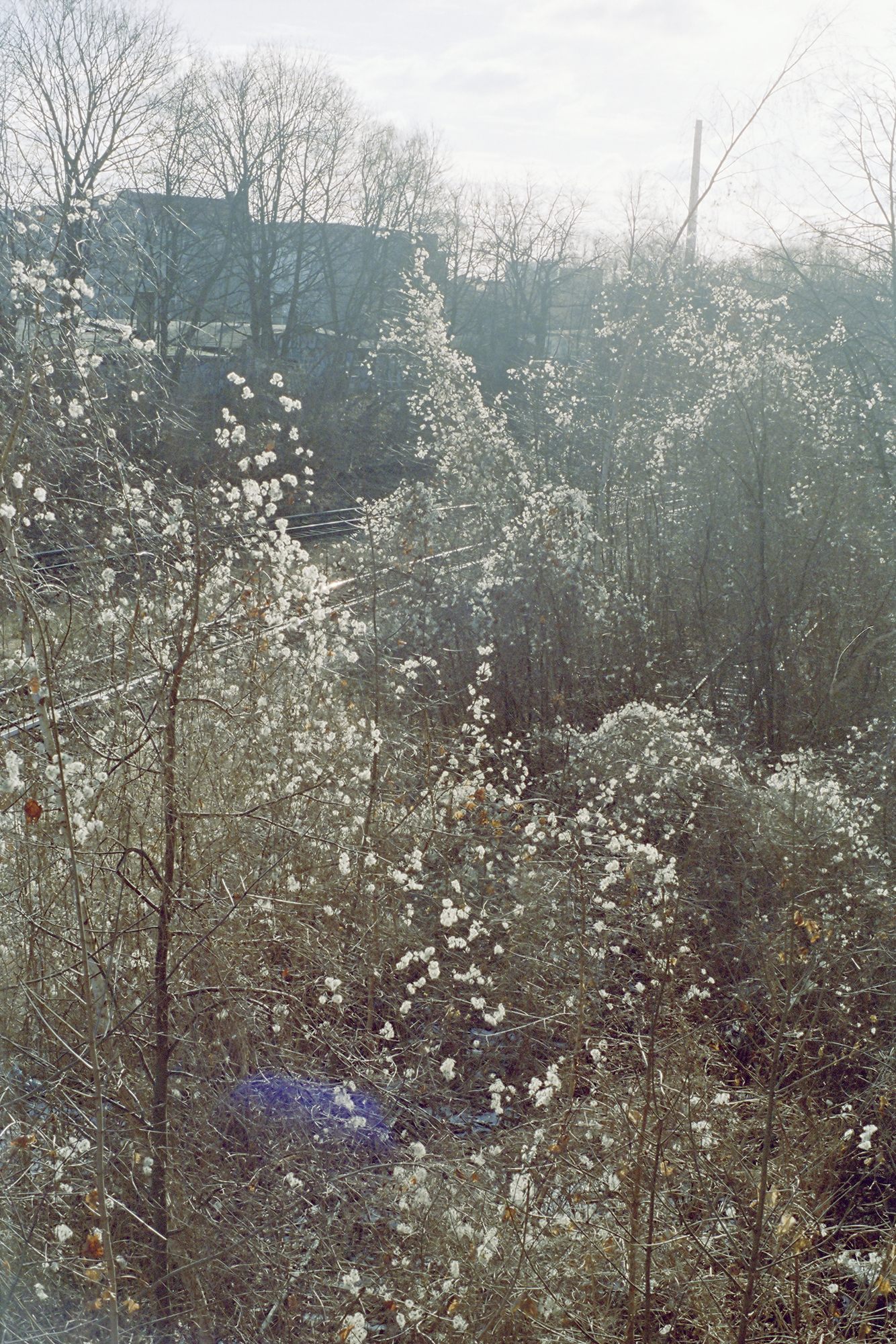 DagmarSunny#4