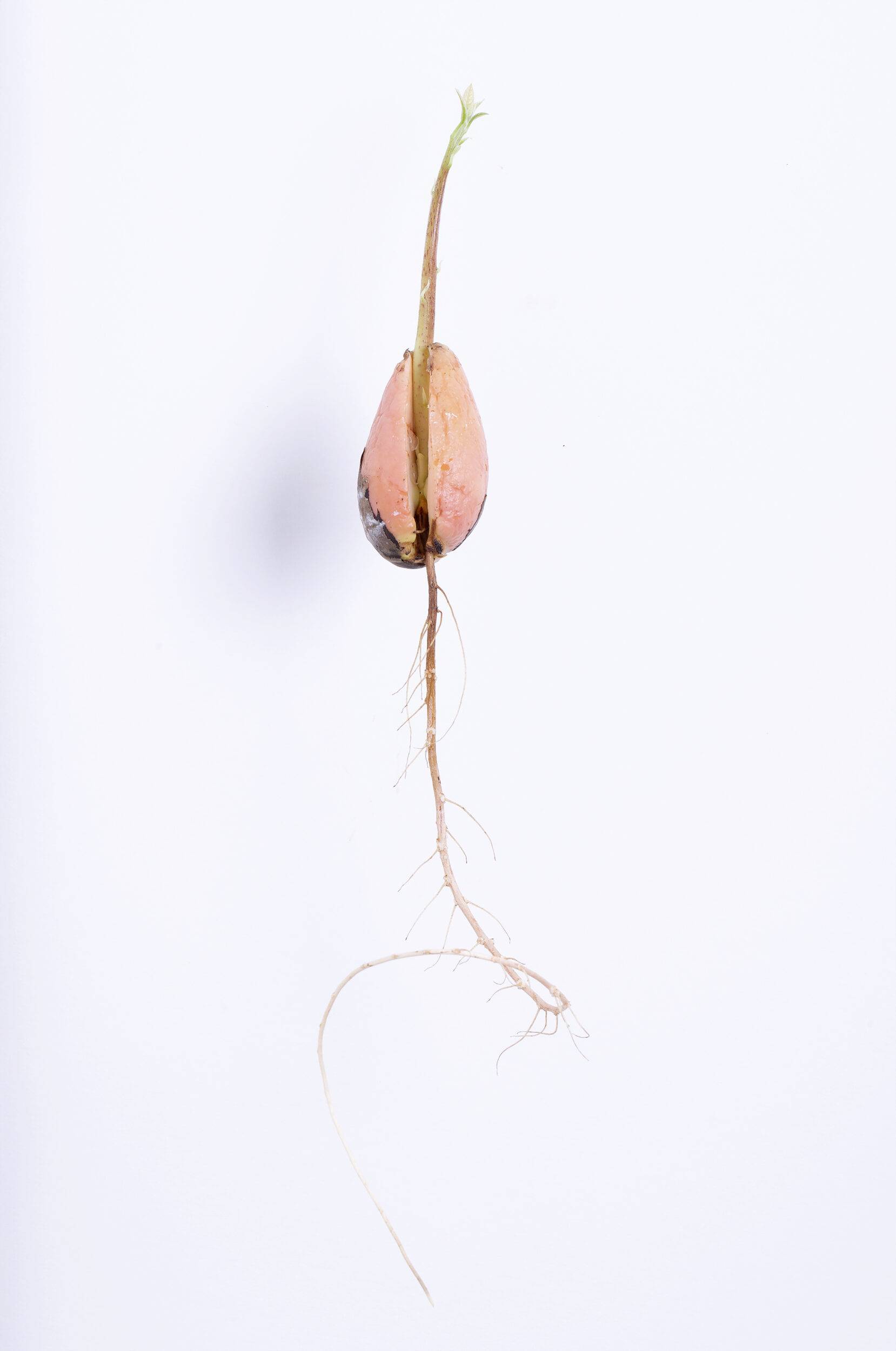 HectorPortrait_einer_Mexikanischen_Avocado_1_