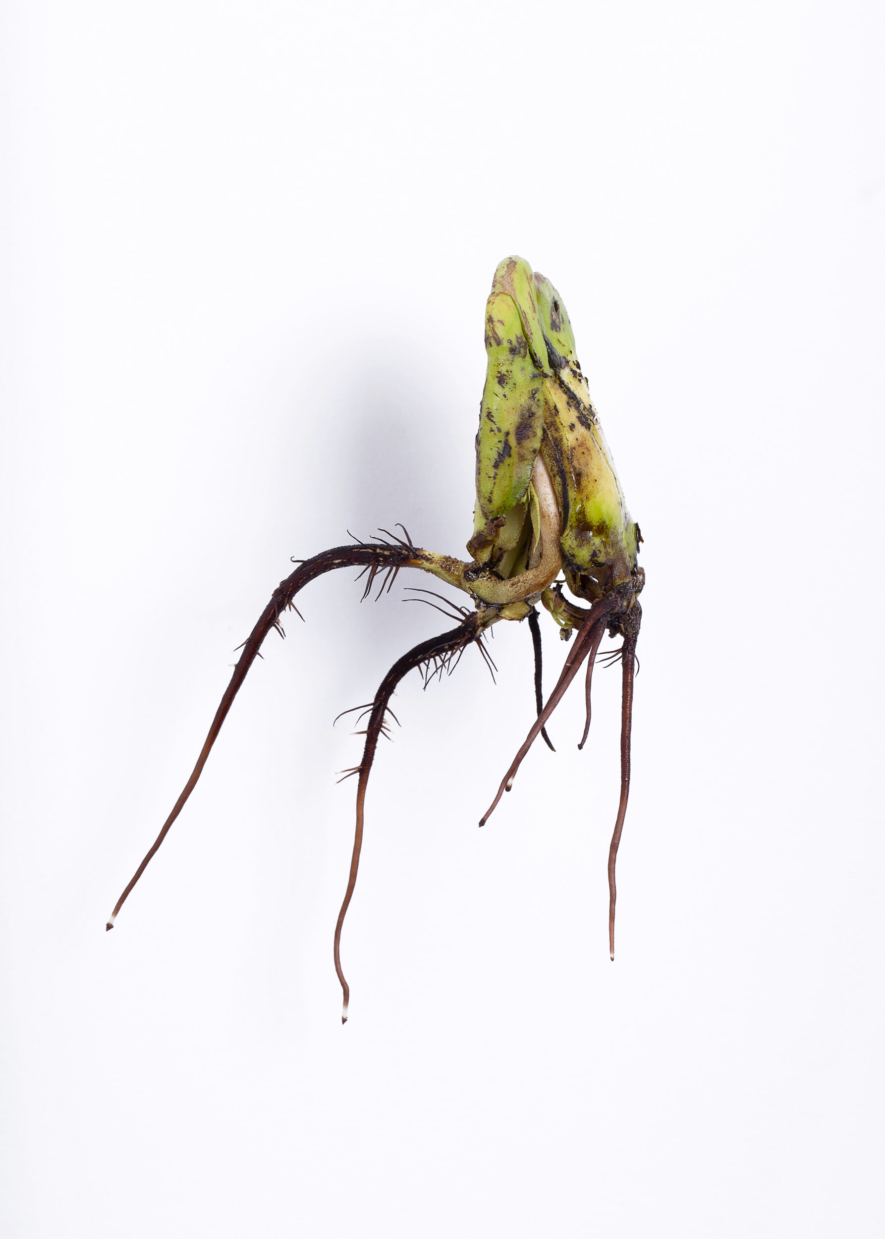 HectorPortrait_einer_Mexikanischen_Mangos_2