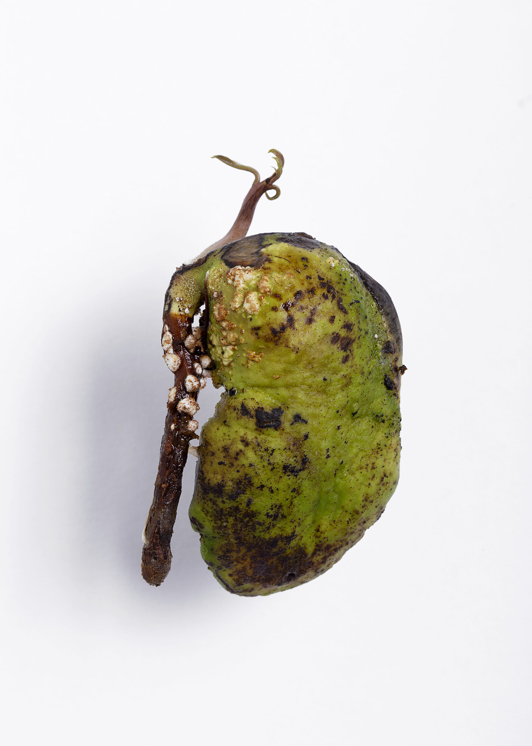 HectorPortrait_einer_Mexikanischen_Mangos_3_