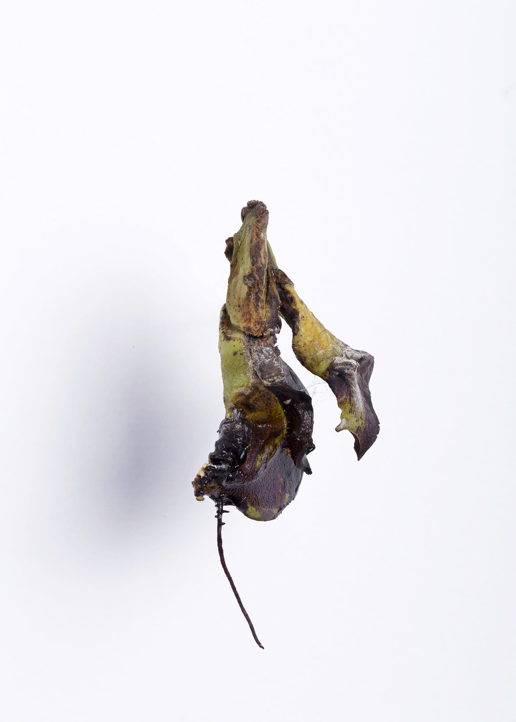 HectorPortrait_einer_Mexikanischen_Mangos_4__